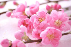 3月　桃の花