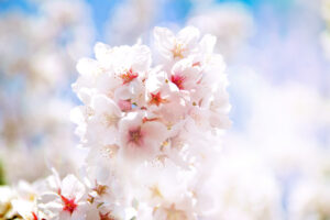 桜　春