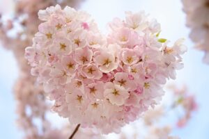 桜　ハート